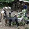 Một nông dân người dân tộc Tày, ở Trùng Khánh, Cao Bằng vay vốn ưu đãi đã đầu tư nuôi dê cho thu nhập tốt. (Ảnh minh họa: Trần Việt/TTXVN)
