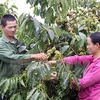 Lực lượng lao động Việt Nam trong nông nghiệp chiếm tỷ lệ lớn. (Ảnh minh họa: Quang Quyết/TTXVN)