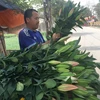 Giá hoa ly đã tăng. (Ảnh: PV/Vietnam+)