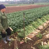 Xã Tráng Việt còn hơn 1.000 tấn củ cải dư thừa. (Ảnh: Hồng Kiều/Vietnam+)