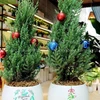 Cây tùng thơm là cây xanh rất đắt khách trong dịp Giáng sinh. (Ảnh: PV/Vietnam+)