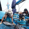 Ngư dân Khánh Hòa đánh bắt cá ngừ. (Ảnh minh họa: Nguyễn Dũng/TTXVN)
