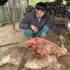 Thời tiết rét đậm, rét hại gây chết gia súc ở huyện vùng cao Bắc Yên, tỉnh Sơn La. (Ảnh: Nguyễn Cường/TTXVN)