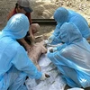 Cán bộ Chi cục Thú y vùng IV lấy mẫu máu lợn bệnh sau khi tiêm vaccine phòng dịch tả lợn châu Phi của một hộ dân tại thôn Định Thành, xã Hòa Định Động, huyện Phú Hòa, tỉnh Phú Yên. (Ảnh: Tường Quân/TTXVN)