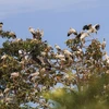 Đàn cò nhạn quý hiếm hơn 1.000 con di cư về Vườn quốc gia Lò Gò-Xa Mát. (Ảnh minh hoạ: Thanh Tân/TTXVN)