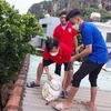 Hội Chữ thập đỏ thành phố Đà Nẵng giúp dân chằng chống nhà cửa ứng phó với bão số 4. (Ảnh: TTXVN) 