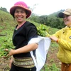 Dự án “Vươn mình” hỗ trợ nông dân tỉnh Đắk Lắk sẽ được triển khai từ nay cho đến hết tháng 8/2024. (Ảnh: PV/Vietnam+)