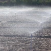 Áp dụng hiệu quả mô hình tưới nước tiết kiệm cho vườn nho trong mùa khô hạn. (Ảnh minh họa: Nguyễn Thành/TTXVN)