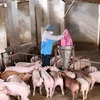 Chăn nuôi lợn. (Ảnh minh hoạ: Vietnam+)