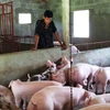 Các hộ chăn nuôi lợn đang đối mặt với khó khăn sản lượng tăng nhưng giá bán lại ở mức thấp. (Ảnh minh hoạ: PV/Vietnam+)
