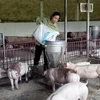 Chăn nuôi lợn. (Ảnh: Vietnam+)
