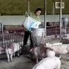 Ngành chăn nuôi lợn cần hướng đến các sản phẩm xuất khẩu. (Ảnh: PV/Vietnam+)