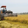Sản xuất lúa gạo hiện nay đảm bảo cả nhu cầu tiêu dùng trong nước, xuất khẩu và an ninh lương thực. (Ảnh: PV/Vietnam+)