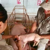 Việc đảm bảo an toàn dịch bệnh sẽ đẩy mạnh xuất khẩu ngành chăn nuôi. (Ảnh: PV/Vietnam+)