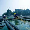 Mô hình nuôi biển của công ty cổ phần tập đoàn STP Group tại ở trại đảo Phất Cờ (Quảng Ninh). (Ảnh: PV/Vietnam+)
