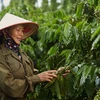 Bộ trưởng Bộ Nông nghiệp và Phát triển Nông thôn Lê Minh Hoan làm việc với các cơ quan của EC về Quy định chống phá rừng châu Âu (EUDR). (Ảnh: PV/Vietnam+)