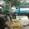 Lực lượng chức năng bắt giữ và xử lý buôn lậu gia cầm giống từ Trung Quốc vào Việt Nam. (Ảnh: Vietnam+)