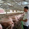 Số lượng chăn nuôi lợn tính đến tháng 10/2023 đã tăng 3,4% so với cùng kỳ năm trước, (Ảnh: PV/Vietnam+)