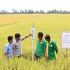 Bộ Nông nghiệp và Phát triển Nông thôn đang xây dựng đề án 1 triệu ha lúa gạo chất lượng cao, phát thải thấp. (Ảnh: CTV/Vietnam+)