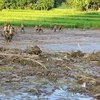 Lực lượng quân đội, công an triển khai tìm kiếm các nạn nhân mất tích do sạt lở đất tại làng Nủ, xã Phúc Khánh, huyện Bảo Yên. (Ảnh: Dương Giang/TTXVN)