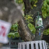 [Photo] ‘Truyền dịch cấp cứu’ hàng cây sưa đỏ bạc tỷ ở Hà Nội
