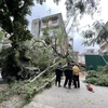 Hiện trường vụ đổ cây chắn ngang phố Lê Quý Đôn. (Ảnh: Minh Hiếu/Vietnam+)