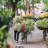 Hoa loa kèn đang vào mùa, rong ruổi trên các gánh hoa rong các tuyến phố của Thủ đô. (Ảnh: PV/Vietnam+)