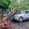 Hàng loạt cây xanh đổ làm hư hỏng phương tiện trong trận bão tối 7/9. (Ảnh: PV/Vietnam+)