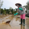 Người dân dọn dẹp sau bão Yagi. (Ảnh: PV/Vietnam+)