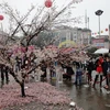 Mặc dù trời mưa nhưng Lễ hội hoa anh đào năm nay vẫn thu hút đông đảo công chúng tham gia (Ảnh: An Ngọc/Vietnam+)