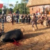 Không phục dựng những lễ hội có nghi thức “đâm, chém” động vật