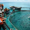 Mô hình nuôi cá lồng ở đảo Đá Tây. (Ảnh: TTXVN)