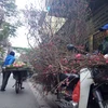 Hoa đào được bày bán nhiều trên các tuyến phố dịp trước Rằm tháng Giêng. (Ảnh: Phương Phạm/Vietnam+)