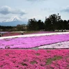 Những thảm hoa Shibazakura rực rỡ dưới chân núi Phú Sỹ. (Ảnh: AFP/TTXVN)