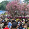 Đông đảo người dân tham dự lễ hội hoa anh đào 2018 tại Hà Nội. (Ảnh chỉ mang tính minh họa: PV/Vietnam+)
