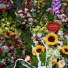 Vào dịp 20/11, các hàng hoa lại bày bán những bó hoa, lẵng hoa rực rỡ sắc màu. (Ảnh: Lương Mạnh/Vietnam+)
