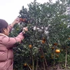 Cam bù được trồng nhiều tại huyện Hương Sơn (Hà Tĩnh) từ những năm 1960s. (Ảnh: Vietnam+)