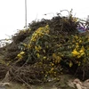 Nhiều loại hoa không bán được bị vứt lại thành từng bó lớn ở ven đường tại làng hoa Tây Tựu. (Ảnh: Lâm Phan)