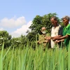 Các địa phương chỉ đạo người dân không tiếp tục gieo trồng giống lúa "Thiên Đàng" (Ảnh: Chương Đài/TTXVN)