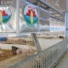 Trang trại lợn nằm trong tổ hợp 4F của tập đoàn Quế Lâm (Ảnh: Lam Phan/Vietnam+)