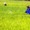 Nông dân phun thuốc trừ sâu (Ảnh:Pv/Vietnam+)