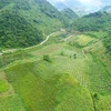 Toàn cảnh một thung lũng trồng thanh long tại Sơn La (Ảnh: Lâm Phan/Vietnam+)