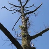 Một cây sầu riêng hơn mười năm tuôi chết khô tại Cai Lậy (Ảnh: Lâm Phan/Vietnam+) 