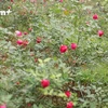 Vườn hồng đạt chuẩn hữu cơ (Ảnh: Lâm Phan/Vietnam+) 