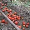 Một ruộng cà chua tại Mê Linh, Hà Nội (Ảnh: Lâm Phan/Vietnam+) 