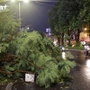 Cây phượng đổ trên đường Láng sau trận mưa (Ảnh: Hoàng Đạt/Vietnam+)
