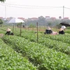 [Video] Vùng xanh trở lại sản xuất để cung ứng thực phẩm cho Thủ đô