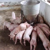 [Video] Nhiều hộ chăn nuôi nhỏ lẻ e ngại tái đàn vì nỗi lo dịch bệnh