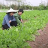 [Video] Vợ chồng tiến sĩ nông nghiệp bỏ phố về quê trồng rau hữu cơ