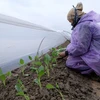 [Photo] Thời tiết giá rét, người nông dân tìm mọi cách 'cứu' hoa màu